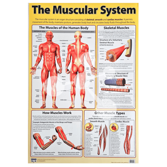 The Muscular System Wall Chart