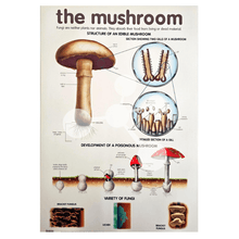 The Mushroom Wall Chart