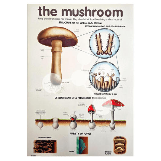 The Mushroom Wall Chart
