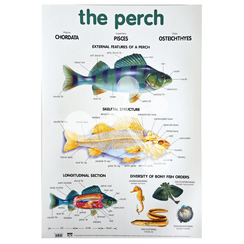 The Perch Wall Chart