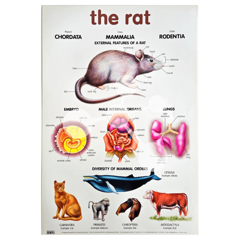 The Rat Wall Chart
