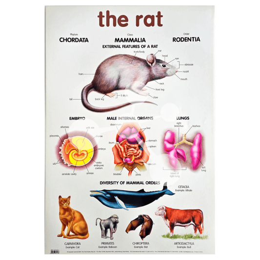 The Rat Wall Chart