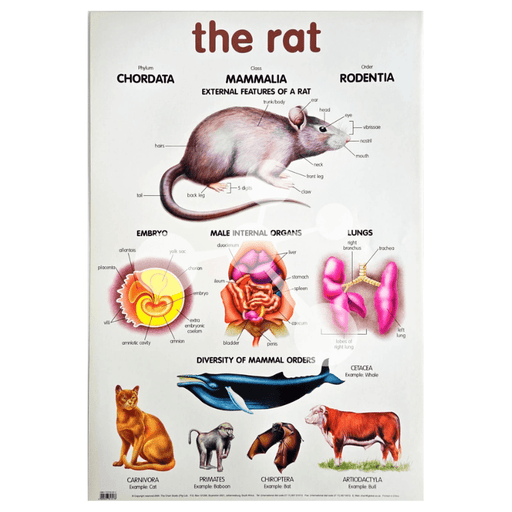 The Rat Wall Chart
