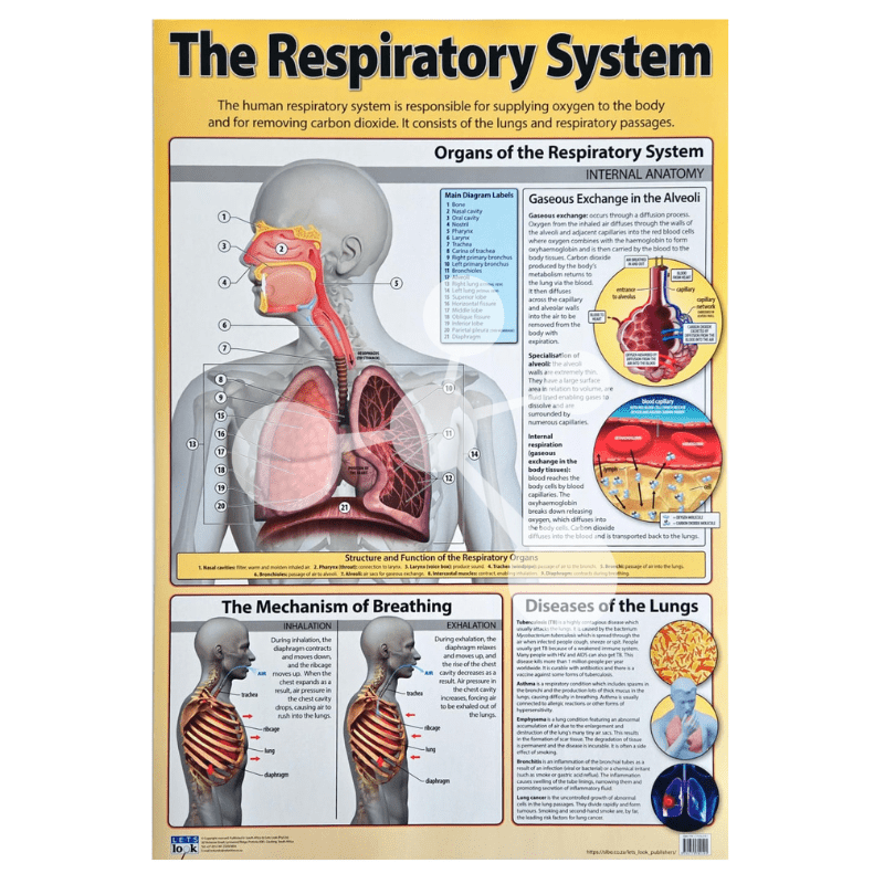The Respiratory System Wall Chart