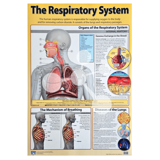 The Respiratory System Wall Chart