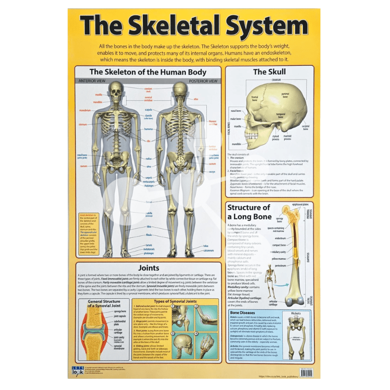 The Skeletal System Wall Chart