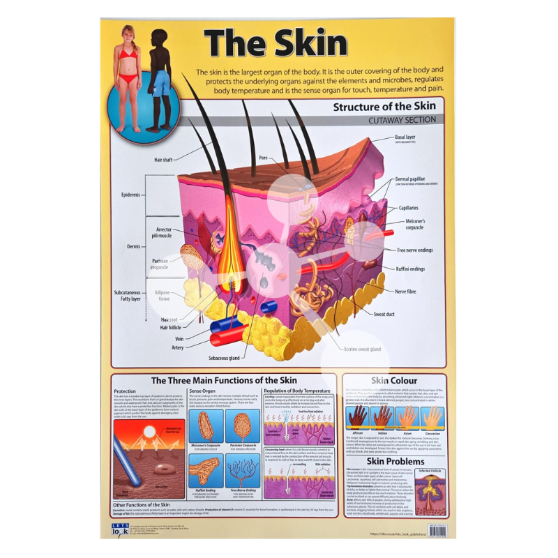 The Skin Wall Chart