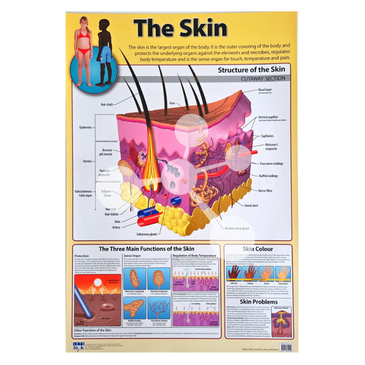 The Skin Wall Chart