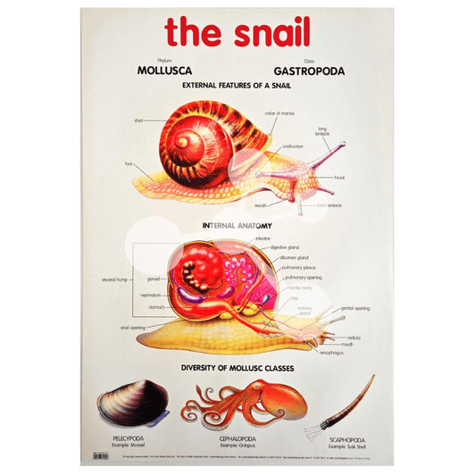 The Snail Wall Chart