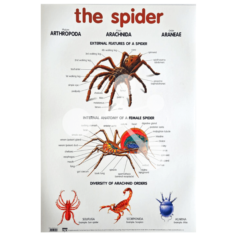 The Spider Wall Chart