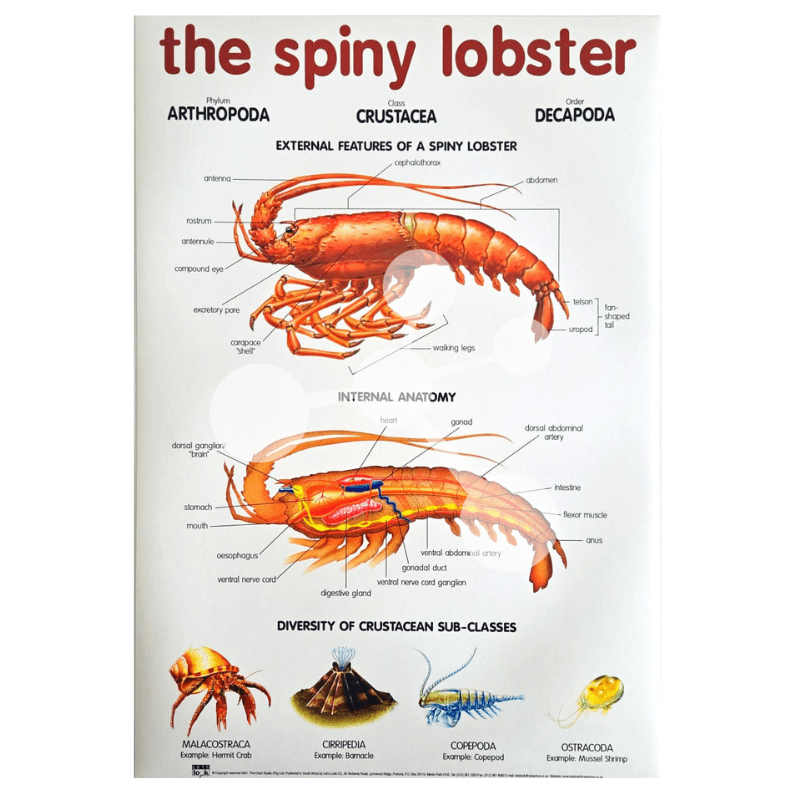 The Spiny Lobster Wall Chart