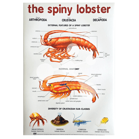 The Spiny Lobster Wall Chart