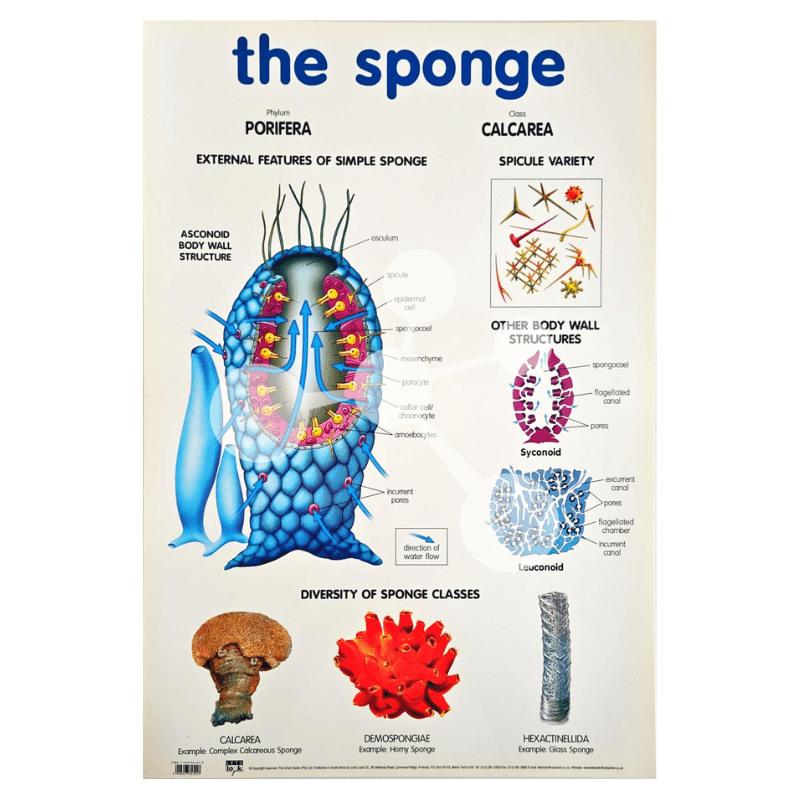 The Sponge Wall Chart