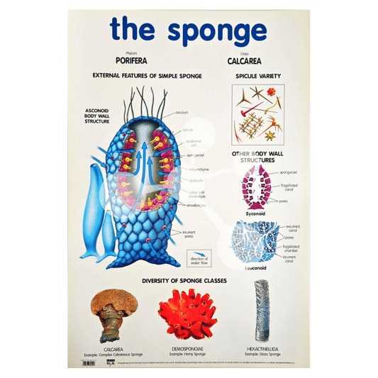 The Sponge Wall Chart