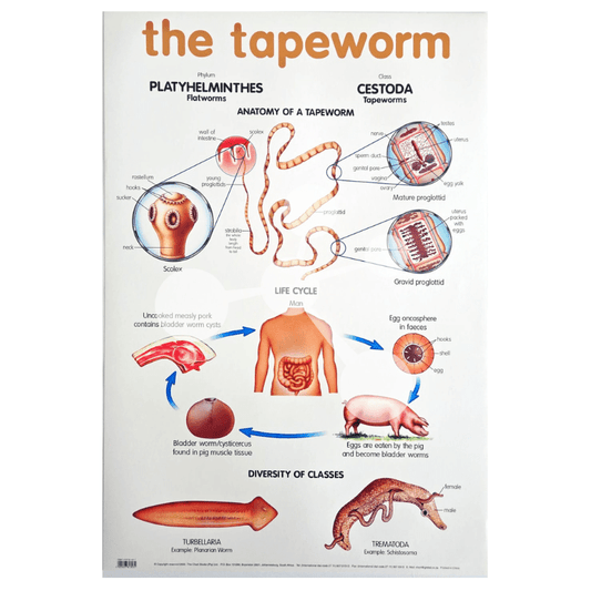 The Tapeworm Wall Chart