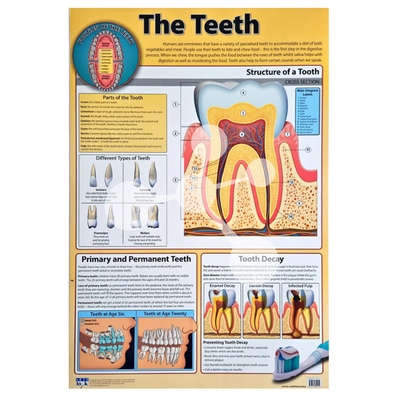 The Teeth Wall Chart