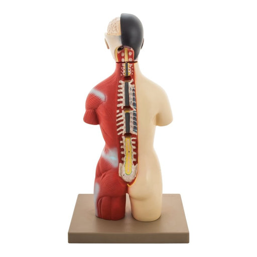 Torso Half Size with Head - 16 Parts