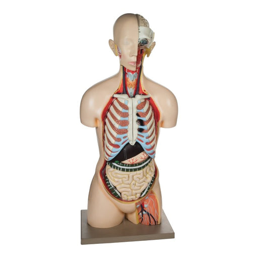 Torso Sexless - 13 Parts