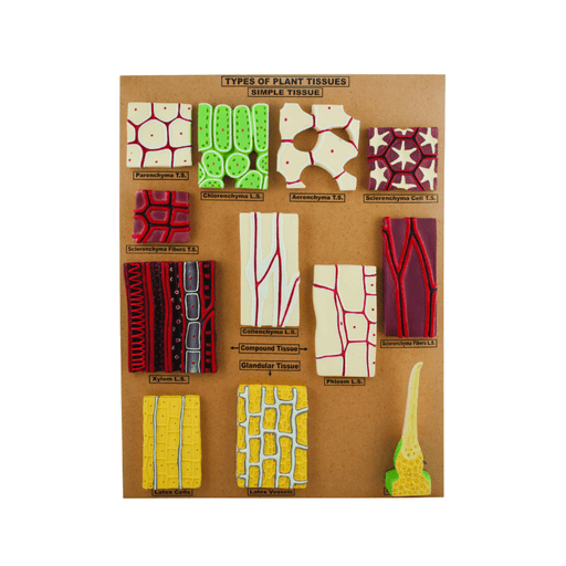 Type of Plant Tissues