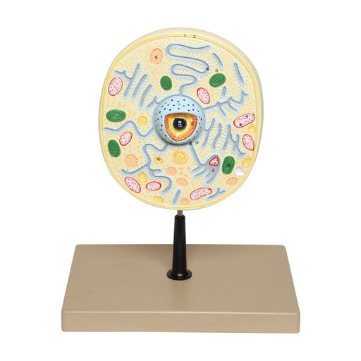 Typical Plant Cell on Stand