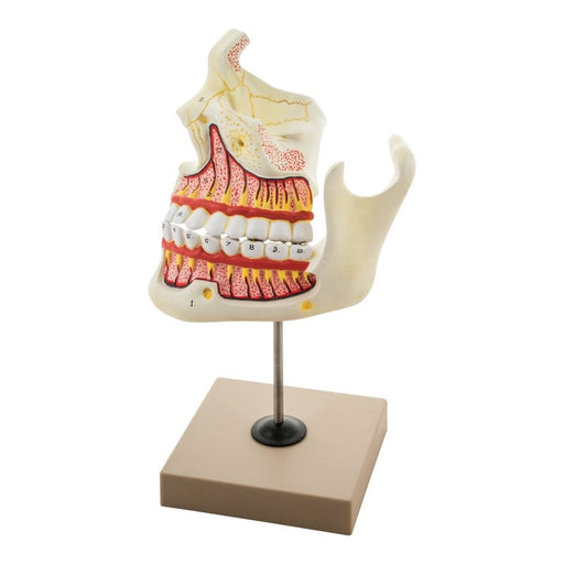 Upper and Lower Jaw - 4 Times Enlarged - Mounted on stand