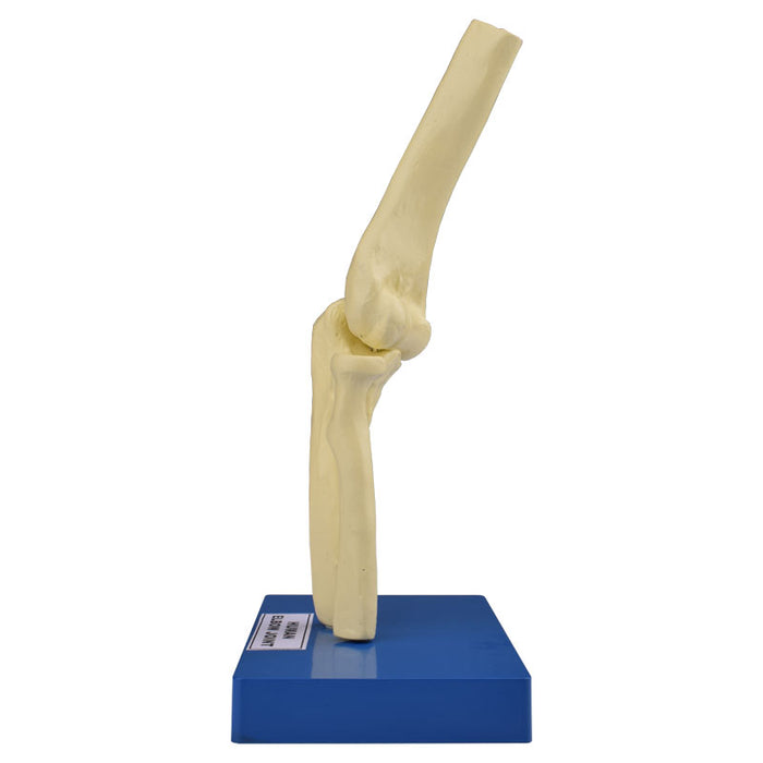 Model, Human Elbow Joint - on base