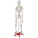 Skeleton Model - Life Size - SmartLabs