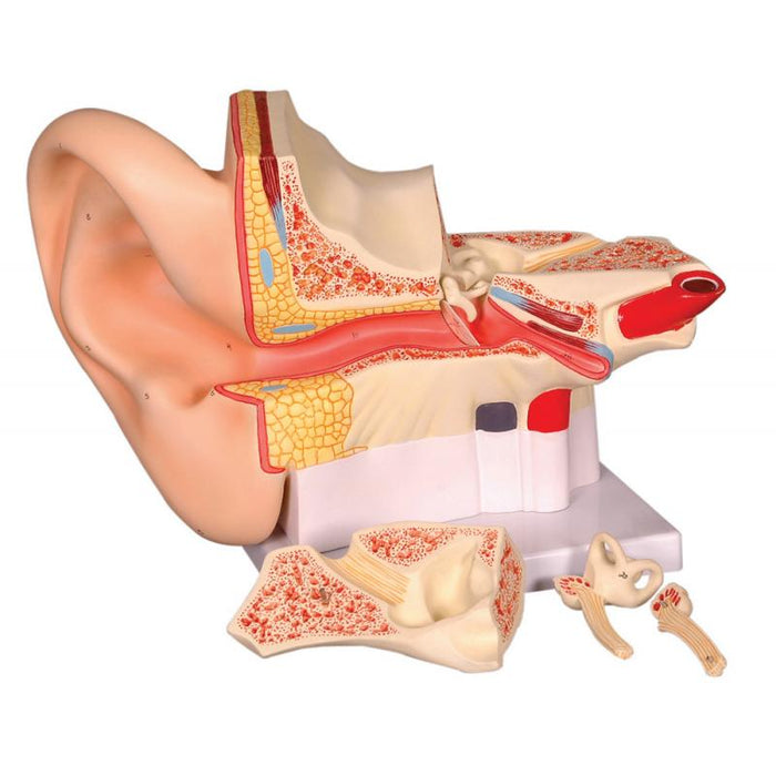 HUMAN EAR - 6 Times Enlarged, 4 parts