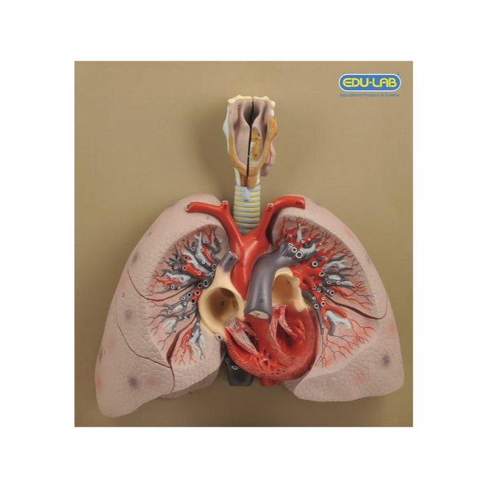 Model, Heart with Lungs &amp; Larynx - SmartLabs