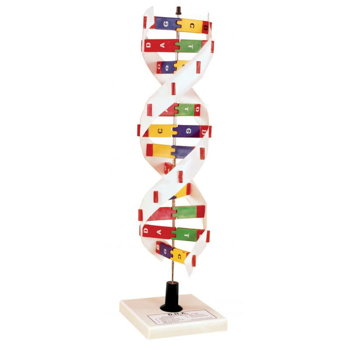 DNA Molecular Kit
