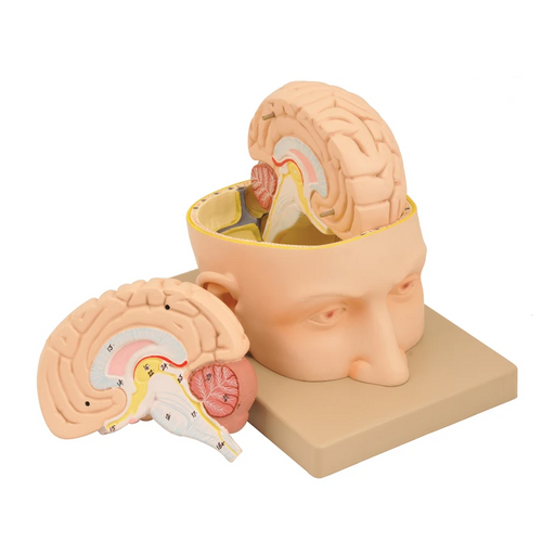 Model:Head &amp; Brain 3 Part - SmartLabs