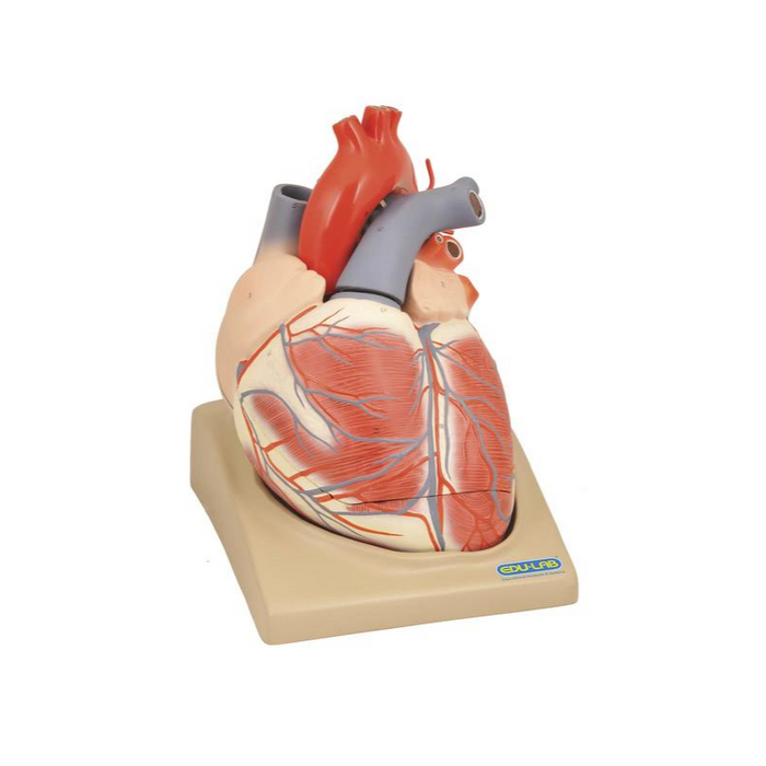 Model, Heart (Extra Large) on Base - SmartLabs