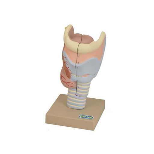Model. Larynx Full Size 2 parts - SmartLabs