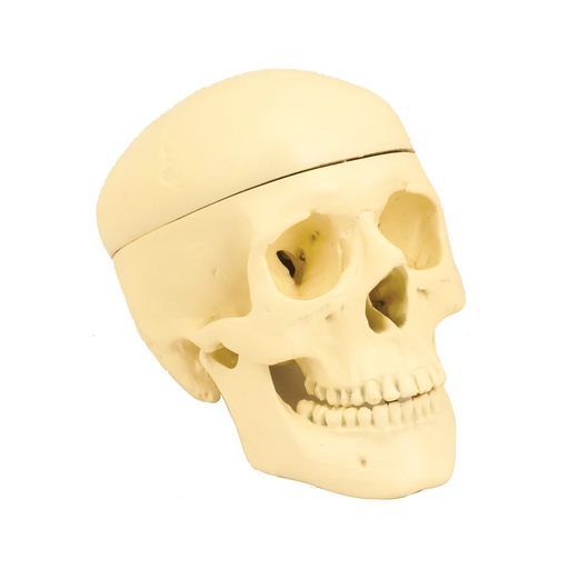 Model, Human Skull - SmartLabs