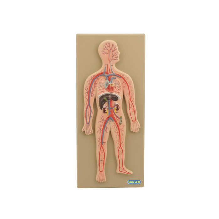 Model, Circulatory System (Human) - SmartLabs