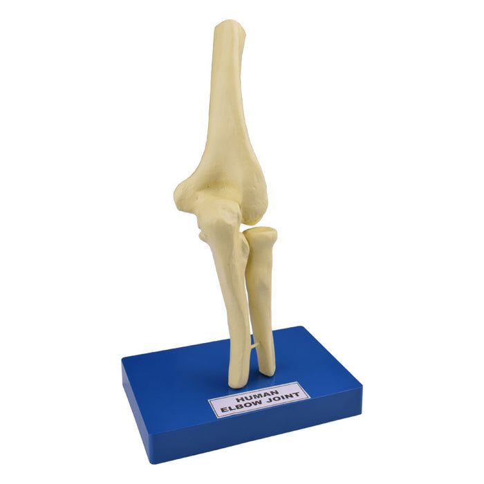 Model, Human Elbow Joint - on base
