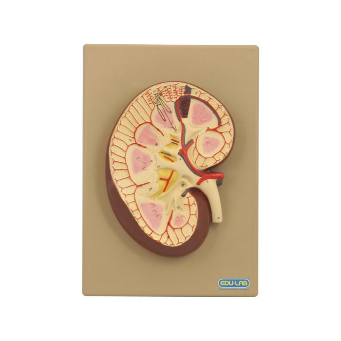 Model, Kidney Section - SmartLabs