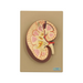 Model, Kidney Section - SmartLabs