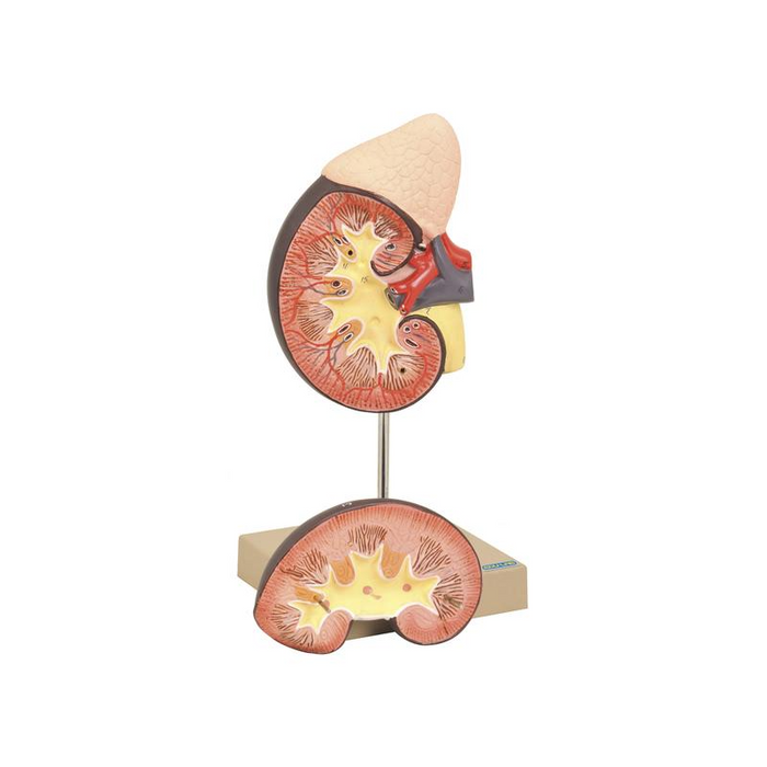 Model Kidney with Adrenal Gland 2 parts on Base - SmartLabs