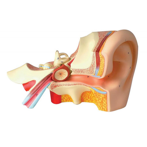 HUMAN EAR Model - Model Human Ear - SmartLabs