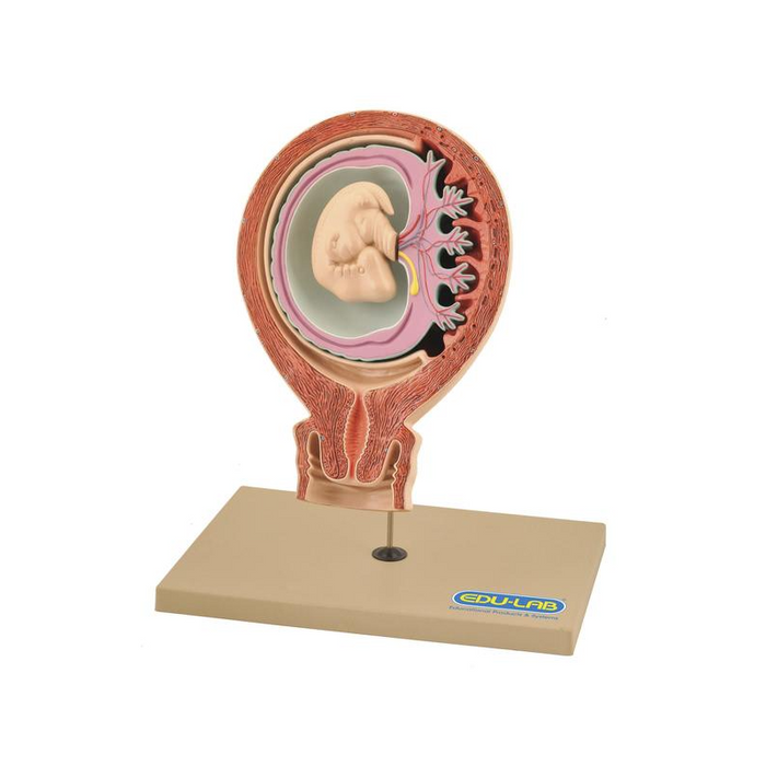 Model, Human Foetus - SmartLabs
