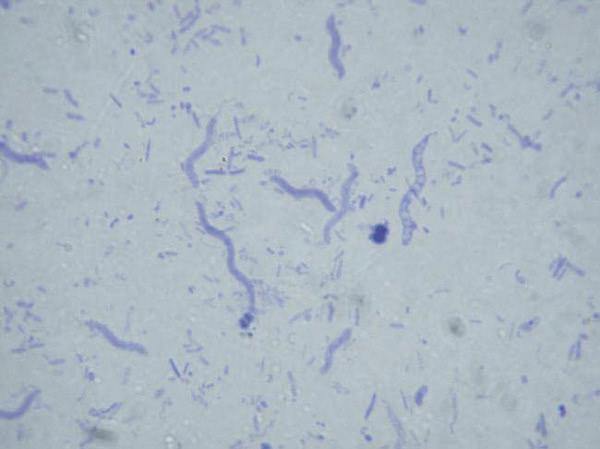 Bacteria slide Set of 12