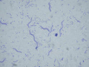 Bacteria slide Set of 12