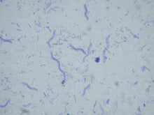Bacteria slide Set of 12