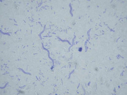 Bacteria slide Set of 12