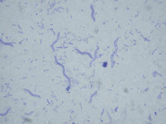 Bacteria slide Set of 12