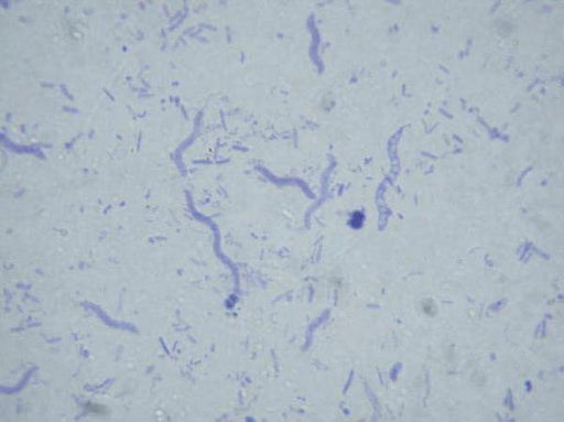 Microbes Slides Microscope Slides Collection | SmartLabs