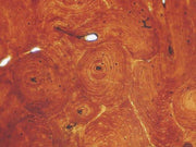 Basic Histology slide set of 25