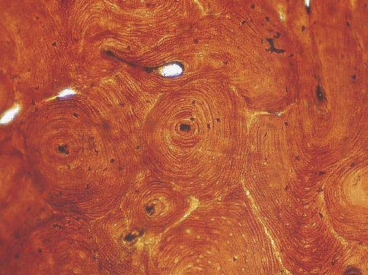 Basic Histology slide set of 25