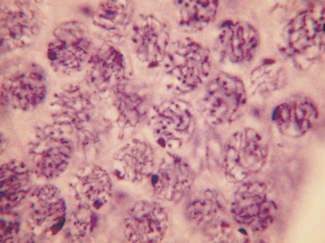 Cell Division slide set of 9